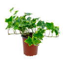 HIEDRA VERDE H25 CM APROX. / M - PLA