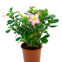 HORTENSIA DEL DESIERTO H50 CM APROX. / BOL