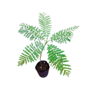 JACARANDA H100 CM APROX. / BOL