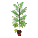 JACARANDA H300 CM APROX. / BOL