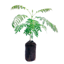 JACARANDA H50 CM APROX. / BOL