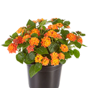 LANTANA ESFERICA H25 CM APROX. / BOL