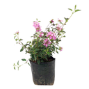 LANTANA MORADA H25 CM APROX. / BOL
