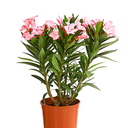 LAUREL DE FLOR ADELFA H75 CM APROX. / BOL