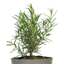 LAVANDA H50 CM APROX. / BOL