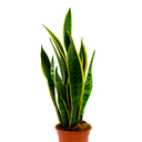 LENGUA DE SUEGRA H25 CM APROX. / BOL