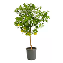 LIMON SUTIL H100 CM APROX. / BOL