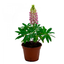 LUPINO H25 CM APROX. / BOL