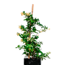 MADRESELVA H75 CM APROX. / BOL