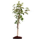 MANZANA ISRAEL H125 CM APROX. / BOL