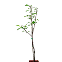 MANZANA PACHACAMAC H120 CM APROX. / BOL
