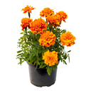 MARIGOLD ENANO H25 CM APROX. / BOL