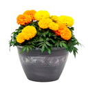 MARIGOLD GIGANTE H25 CM APROX. / MACETA VIERDES COLGANTE 26 X 17 CM