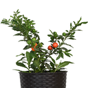 NARANJITA CHINA H100 CM APROX. / BOL