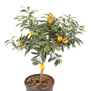 NARANJITA CHINA H25 CM APROX. / BOL