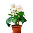 NARDO GIGANTE H25 CM APROX. / BOL
