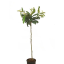 NISPERO JAPONES H125 CM APROX. / BOL