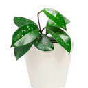 OLLA COMPACTA H25 CM APROX. / MA - PLA