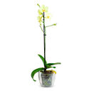 ORQUIDEA TERRESTRE H25 CM APROX. / MA - PLA