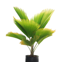 PALMERA ABANICO H120 CM APROX. / BOL