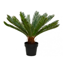 PALMERA CICA H200 CM APROX. / BOL