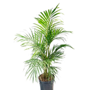 PALMERA REAL H100 CM APROX. / BOL