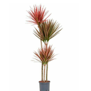 PALMERA TRICOLOR H100 CM APROX. / BOL