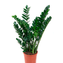 PALMERA ZAMIACULCA H25 CM APROX. / BOL