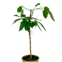 PALTA FUERTE H100 CM APROX.
