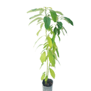 PALTA HASS H175 CM APROX. / BOL