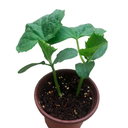 PEPINO H25 CM APROX. / BOL