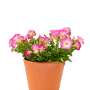 PETUNIA H25 CM APROX. / BOL