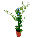 PLUMBAGO H50 CM APROX. / BOL