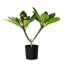 PLUMERIA H25 CM APROX. / BOL