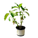 PONEDORA H25 CM APROX / BOL