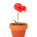 POPPY H25 CM APROX / BOL