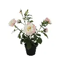ROSA INJERTADA AQP H50 CM APROX. / BOL