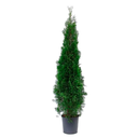 THUJA H200 CM APROX. / BOL