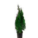 THUJA H50 CM APROX. / MACETA CEM CILINDRICA REDONDA Ø33 X H30 CM APROX.