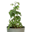 TOMATE CHERRY H25 CM APROX. / BOL