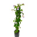 TUMBERGIA ENREDADERA H150 CM APROX. / BOL