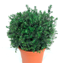 WESTRINGEA ESFERICA H50 CM APROX. / BOL