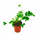 TREBOL H25 CM APROX. / BOL