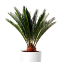 PALMERA CICA CON PIÑA H250 CM APROX. / BOL