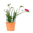 FRESIA H25 CM APROX / BOL