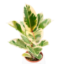 CAUCHO BLANCO H50 CM APROX. / BOL