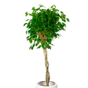 FICUS ESFERICO H200 CM APROX. / BOL #1