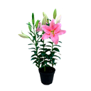 LILIUM ENANO DE COLORES H25 CM APROX. / BOL