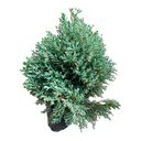 CIPRES AZUL BONSAI H75 CM APROX. / BOL