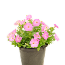 PETUNIA LIMA H25 CM APROX. BOL
